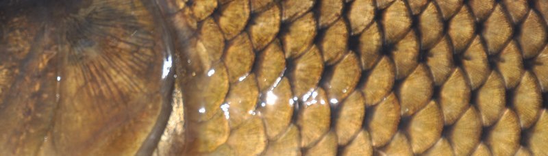 Carpa común 3