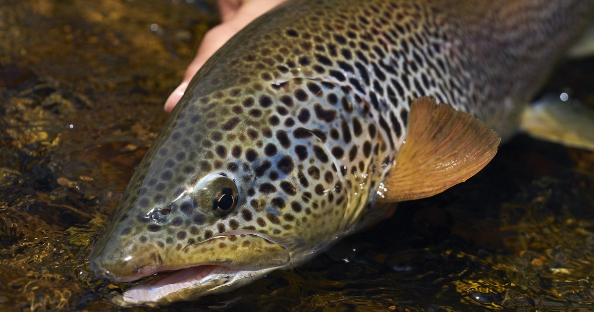 Pesca Trucha CyL